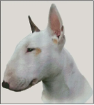 (image for) Bull Terrier (No Background)